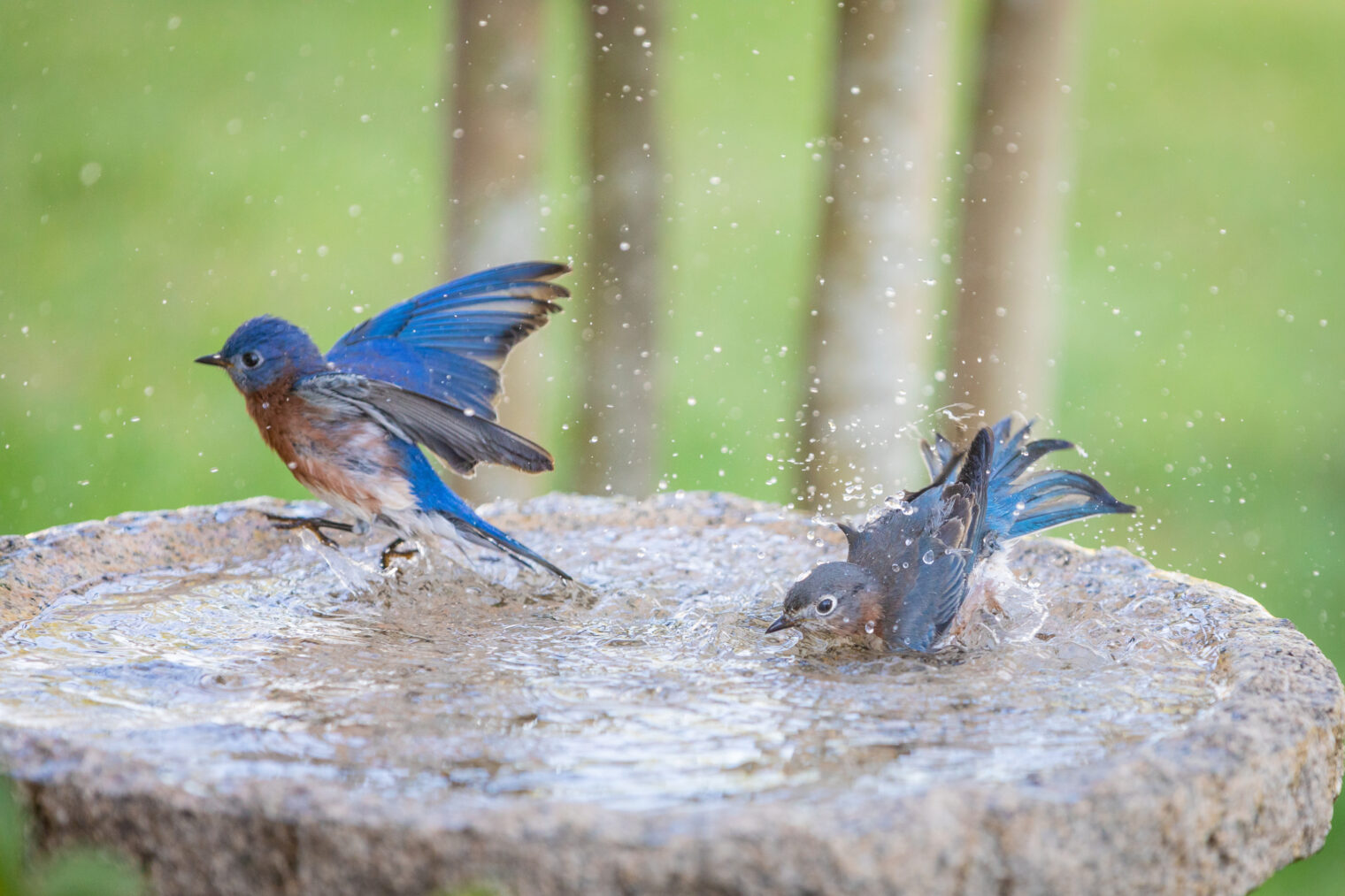 How to Repair a Bird Bath with DRYLOK® Waterproofer.