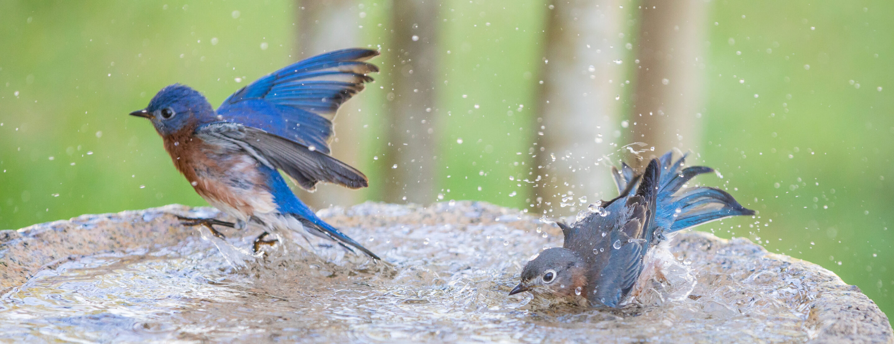 How to Repair a Bird Bath with DRYLOK® Waterproofer.